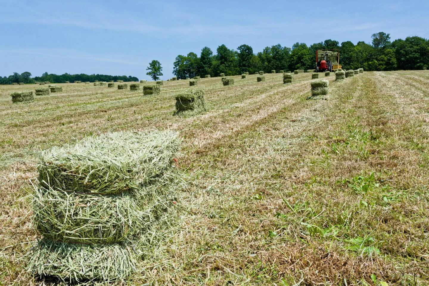 Les meilleurs outils pour optimiser la récolte et la conservation du foin sec