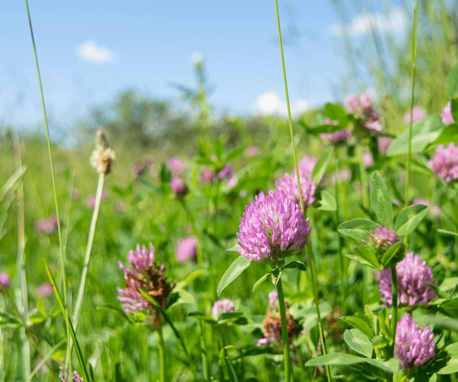 Les plantes fourragères font partie de la solution