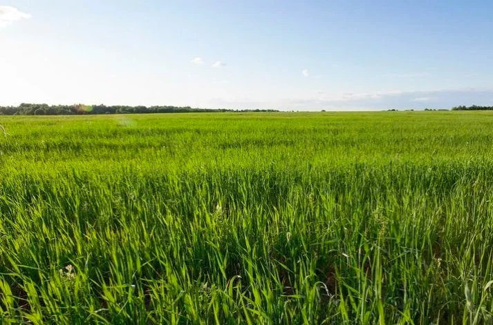 3 leçons à retenir pour l’avenir des plantes fourragères